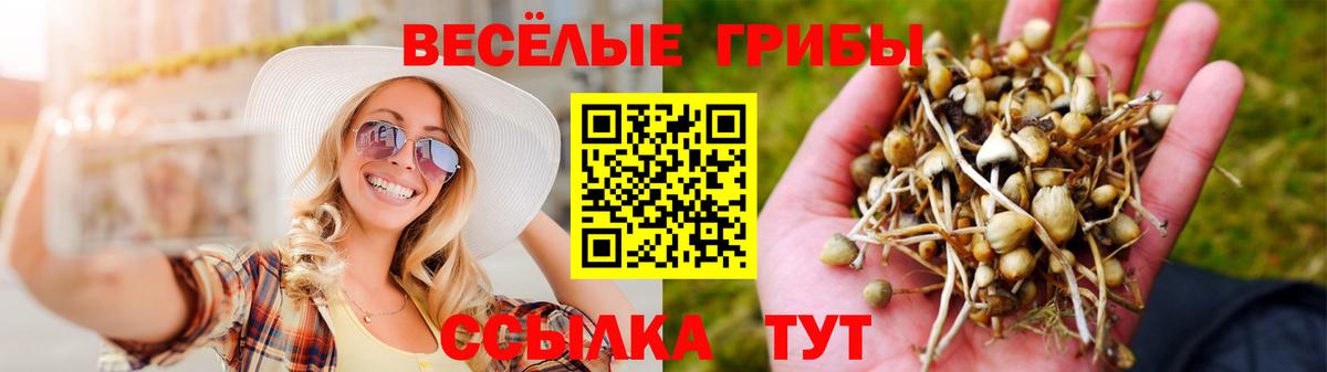 Лесной  Псилоцибиновые грибы Cubensis  Вход с VPN  Псилоцибиновые грибы GOLDEN TEACHER 